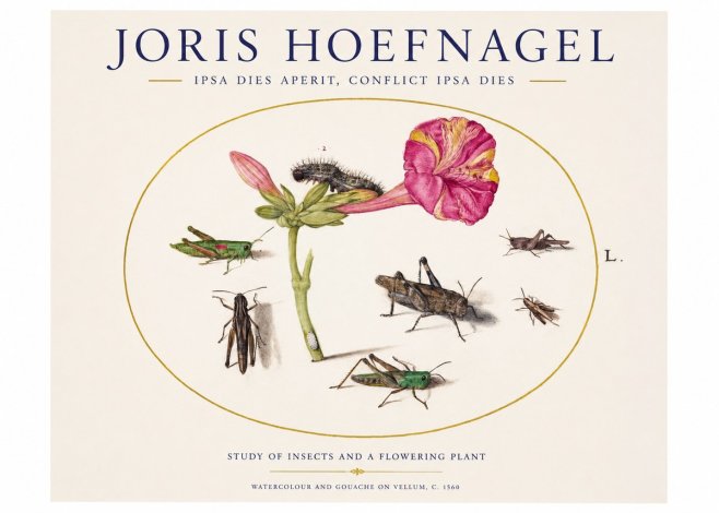 Joris Hoefnagel Study of Insects and a Flowering Plant No1 - Póster