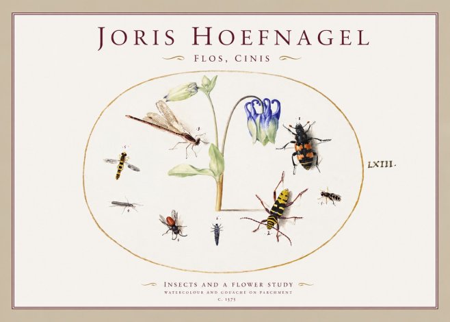Joris Hoefnagel Insects and a Flower Study No1 - Póster