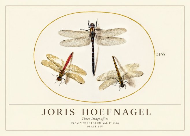 Joris Hoefnagel Three Dragonflies No1 - Póster