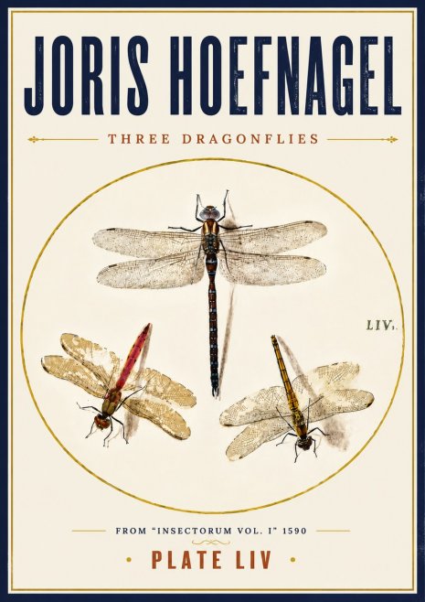 Joris Hoefnagel Three Dragonflies No6 - Póster