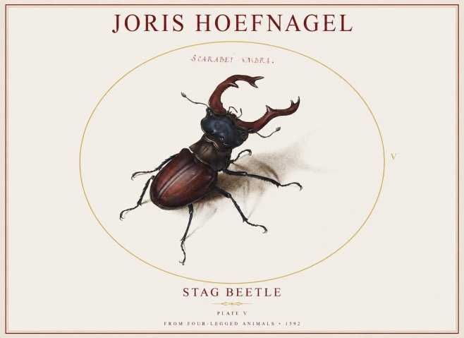 Joris Hoefnagel Stag Beetle No1 - Póster