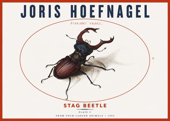 Joris Hoefnagel Stag Beetle No3 - Póster