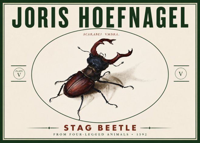 Joris Hoefnagel Stag Beetle No6 - Póster