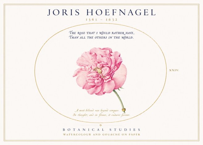 Joris Hoefnagel A Pink Damask Rose No3 - Póster