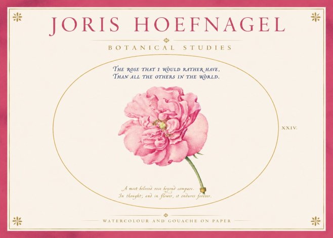 Joris Hoefnagel A Pink Damask Rose No4 - Póster