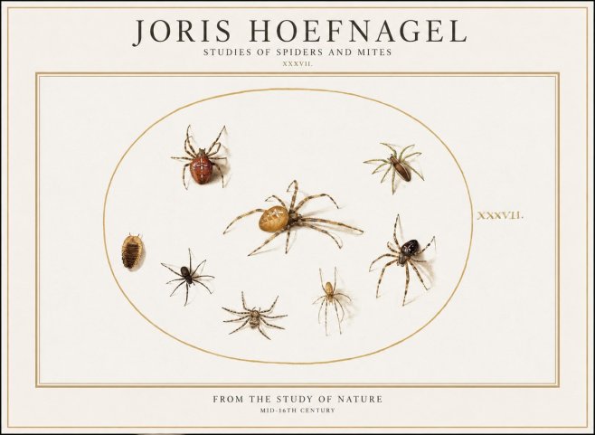 Joris Hoefnagel Study of Spiders and Mites - Plate Xxxvii. No2 - Póster