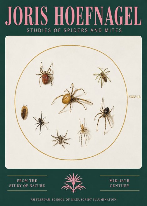 Joris Hoefnagel Study of Spiders and Mites - Plate Xxxvii. No3 - Póster