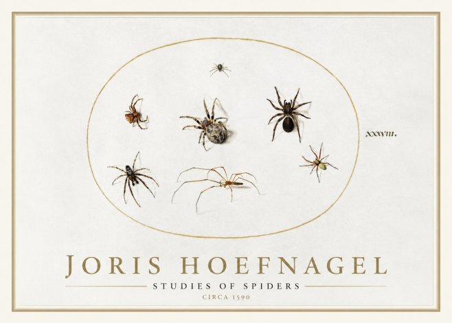 Joris Hoefnagel Studies of Spiders I No1 - Póster
