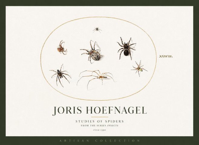 Joris Hoefnagel Studies of Spiders I No2 - Póster