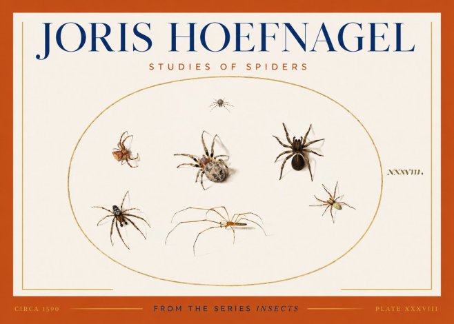 Joris Hoefnagel Studies of Spiders I No3 - Póster