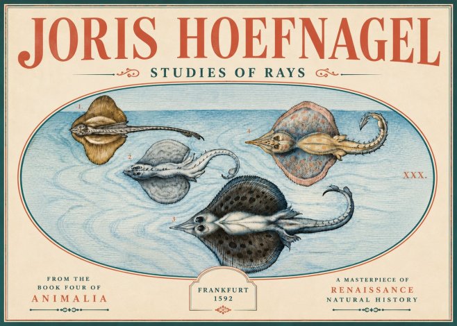 Joris Hoefnagel Rays and Skates No6 - Póster