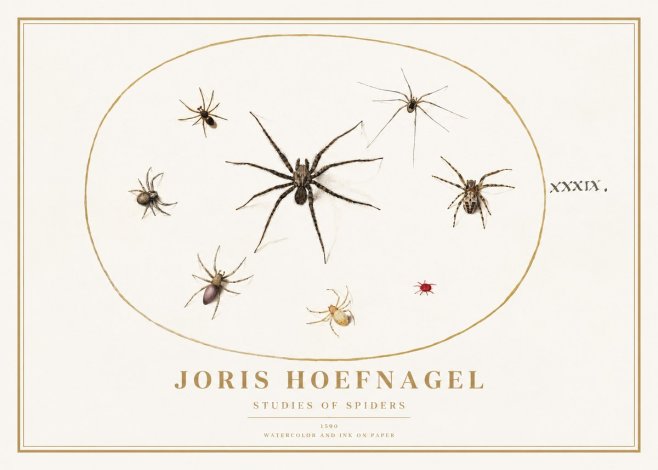 Joris Hoefnagel Studies of Spiders II No1 - Póster