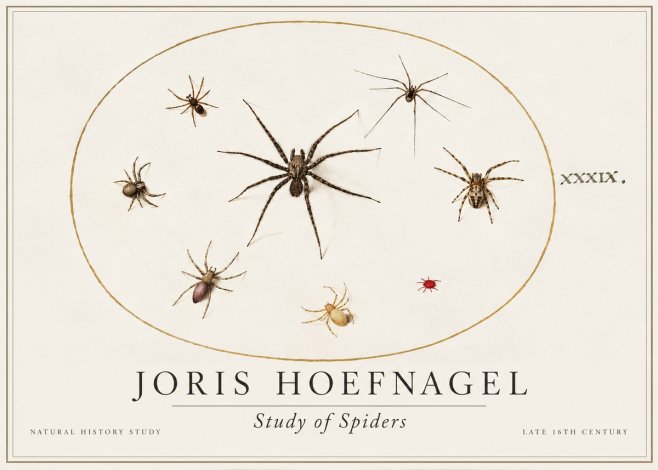 Joris Hoefnagel Studies of Spiders II No2 - Póster