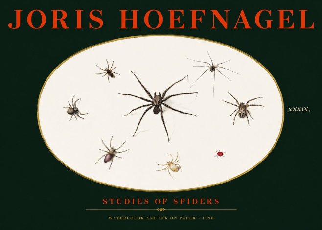 Joris Hoefnagel Studies of Spiders II No3 - Póster