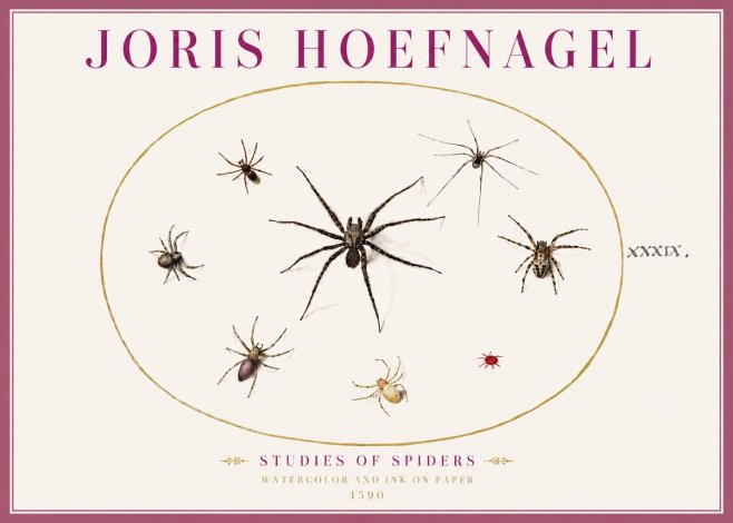 Joris Hoefnagel Studies of Spiders II No4 - Póster