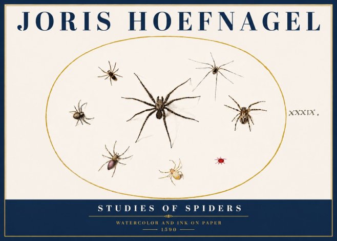 Joris Hoefnagel Studies of Spiders II No5 - Póster