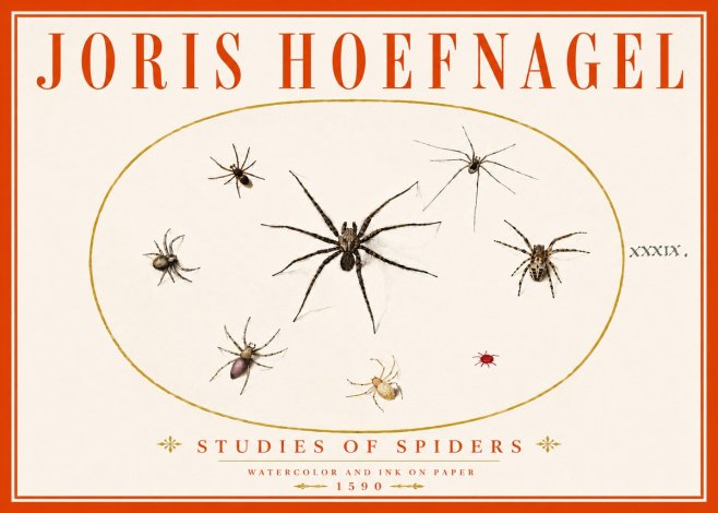 Joris Hoefnagel Studies of Spiders II No6 - Póster