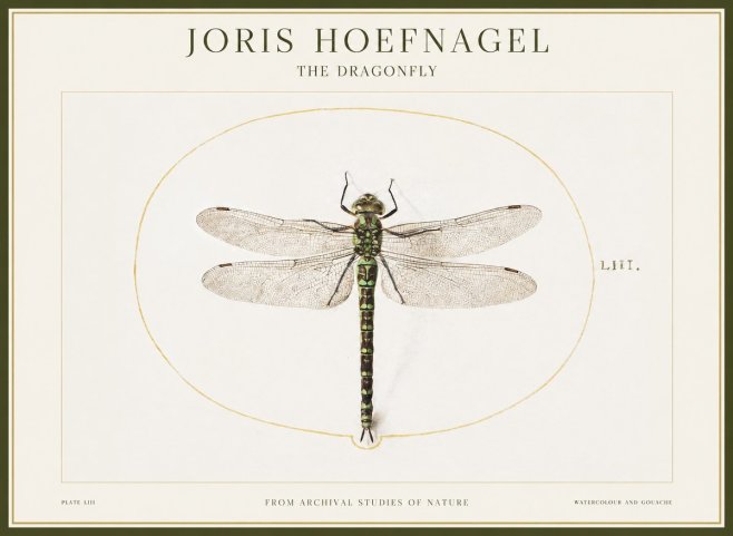 Joris Hoefnagel The Dragonfly No1 - Póster