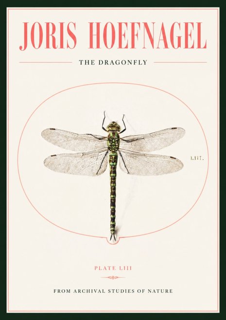 Joris Hoefnagel The Dragonfly No2 - Póster