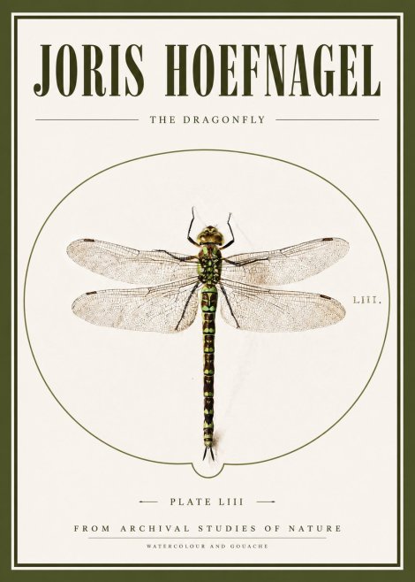 Joris Hoefnagel The Dragonfly No3 - Póster