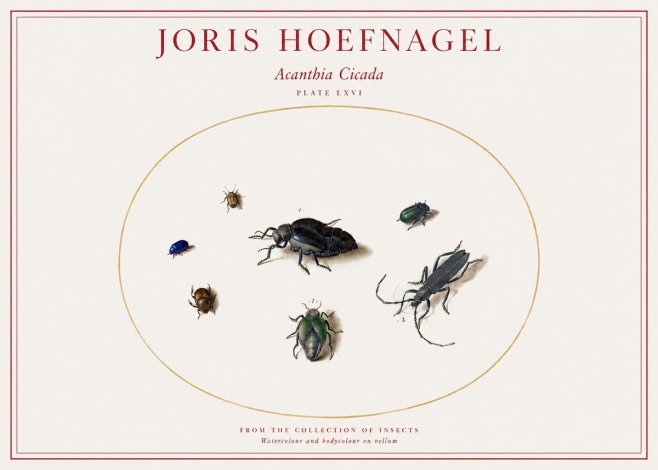 Joris Hoefnagel Acanthia Cicada No1 - Póster