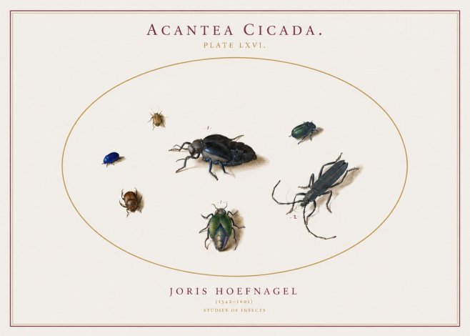 Joris Hoefnagel Acanthia Cicada No3 - Póster