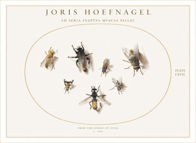 Joris Hoefnagel From the Series on Flies - Plate Lxvii. No1 - Póster