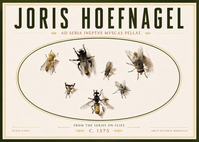 Joris Hoefnagel From the Series on Flies - Plate Lxvii. No4 - Póster