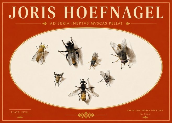 Joris Hoefnagel From the Series on Flies - Plate Lxvii. No5 - Póster