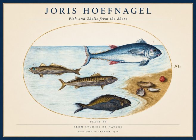 Joris Hoefnagel Fish and Shells from the Shore No1 - Póster