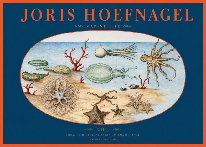 Joris Hoefnagel Marine Life No2 - Póster