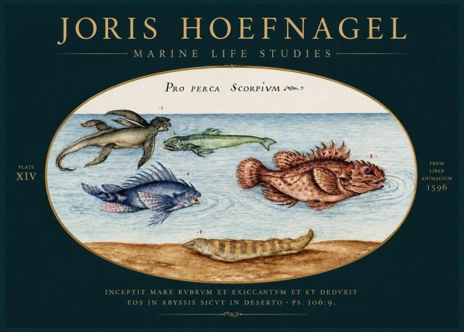 Joris Hoefnagel Pro Perca Scorpivm No4 - Póster