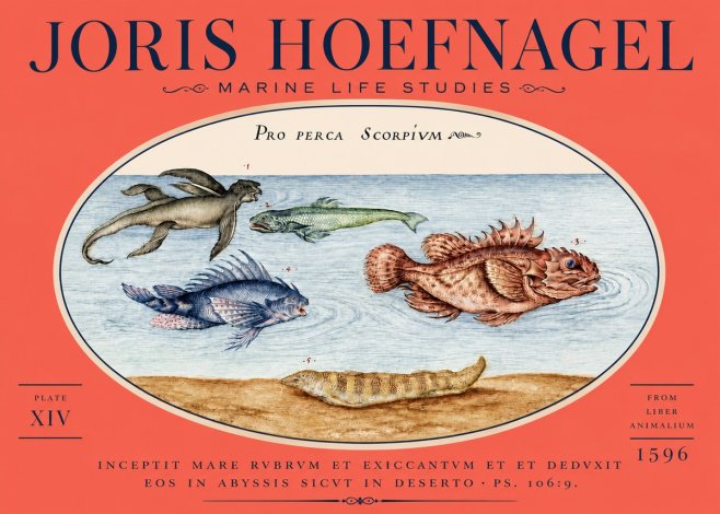 Joris Hoefnagel Pro Perca Scorpivm No5 - Póster
