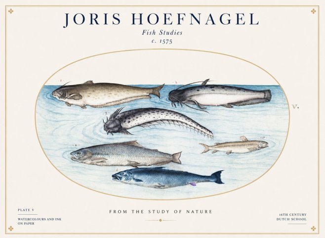 Joris Hoefnagel Fish of the Waters No2 - Póster