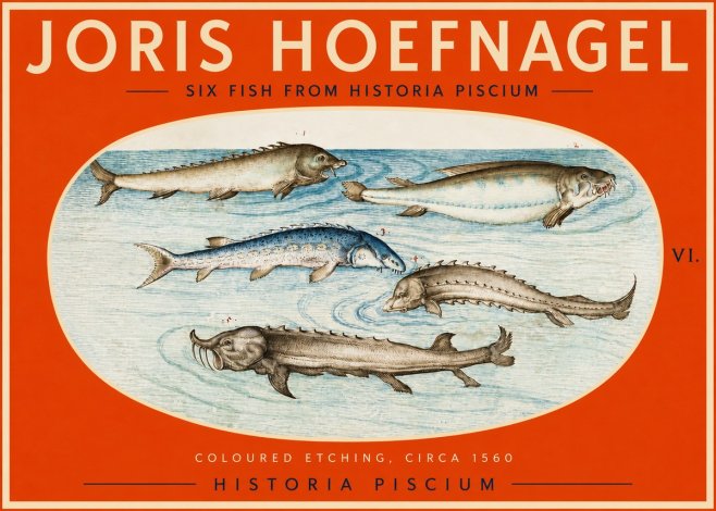 Joris Hoefnagel Fishes of Northern Waters No3 - Póster