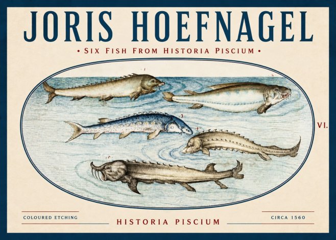 Joris Hoefnagel Fishes of Northern Waters No4 - Póster