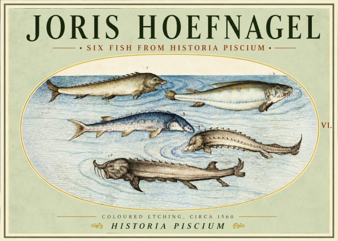 Joris Hoefnagel Fishes of Northern Waters No5 - Póster