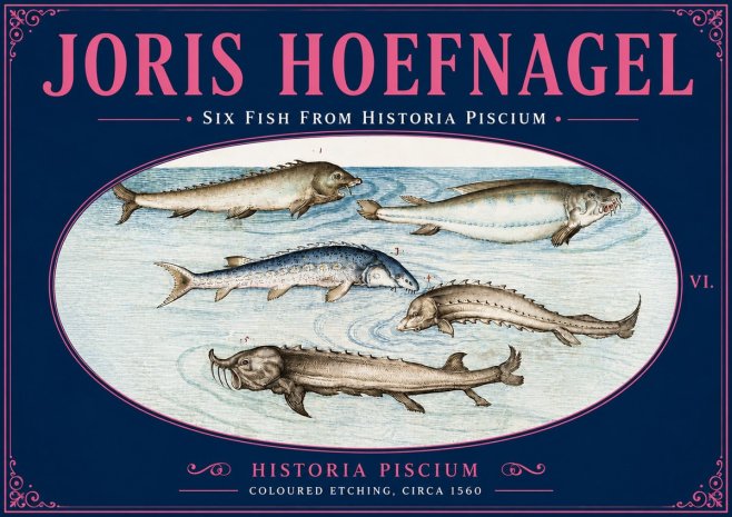 Joris Hoefnagel Fishes of Northern Waters No6 - Póster