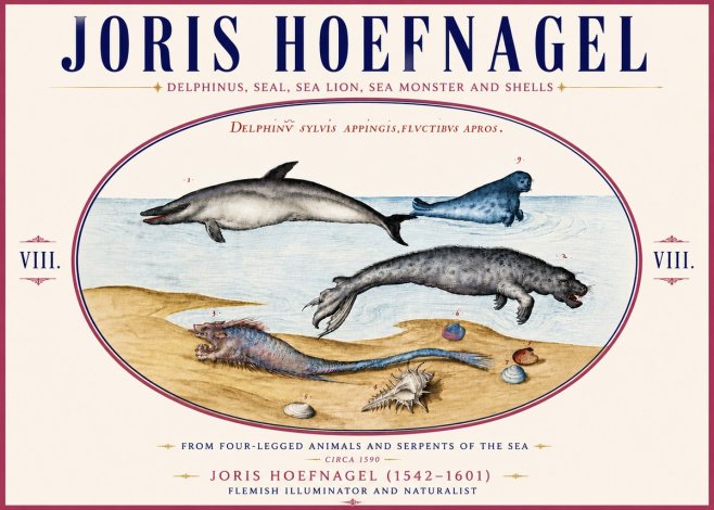 Joris Hoefnagel Delphinus, Seal, Sea Lion, Sea Monster and Shells No6 - Póster