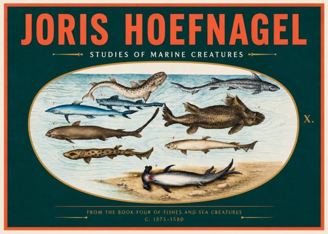 Joris Hoefnagel Studies of Marine Creatures No4 - Póster