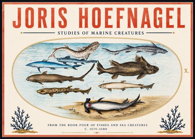 Joris Hoefnagel Studies of Marine Creatures No6 - Póster