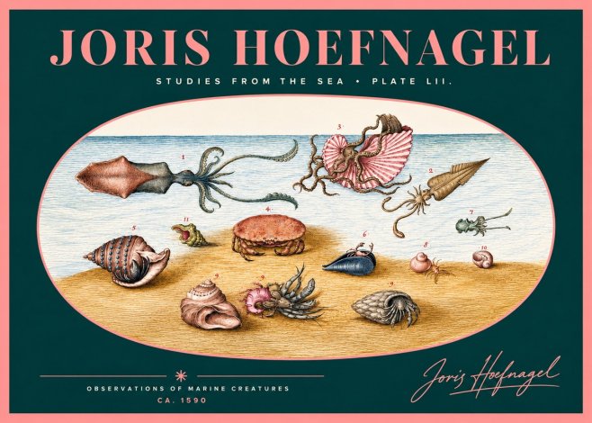Joris Hoefnagel Marine Creatures - Plate Lii No2 - Póster