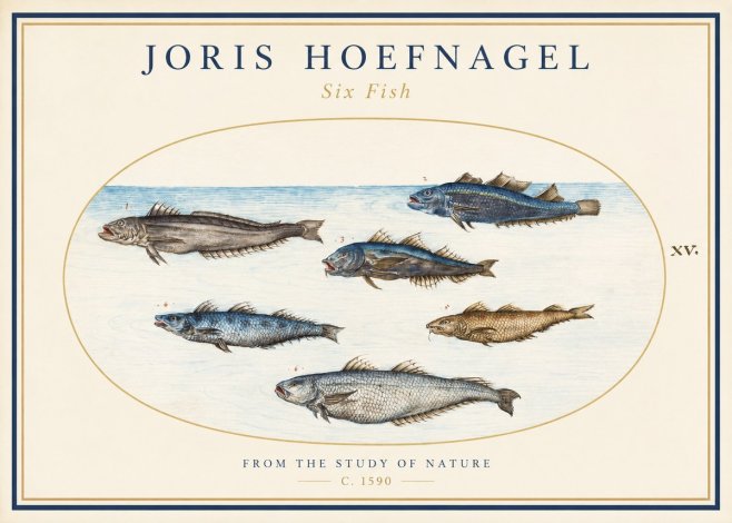 Joris Hoefnagel Six Fish No1 - Póster