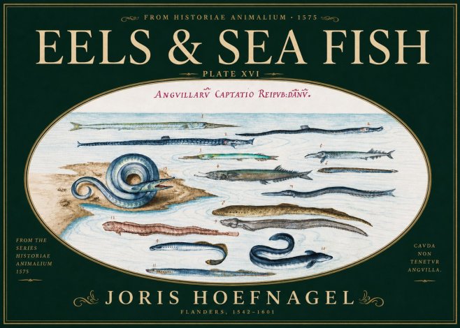 Joris Hoefnagel Eels and Sea Fish No6 - Póster