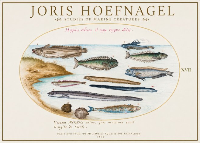Joris Hoefnagel Plate Xvii from "De Piscibus Et Aquatilibus Animalibus" No1 - Póster