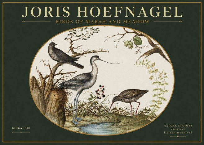 Joris Hoefnagel Birds of Marsh and Meadow No2 - Póster