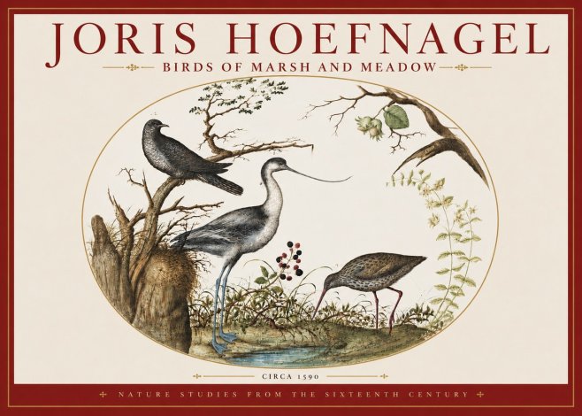 Joris Hoefnagel Birds of Marsh and Meadow No3 - Póster