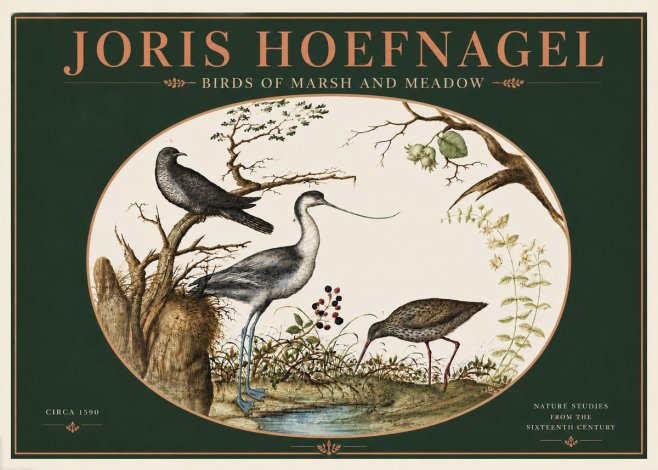 Joris Hoefnagel Birds of Marsh and Meadow No4 - Póster