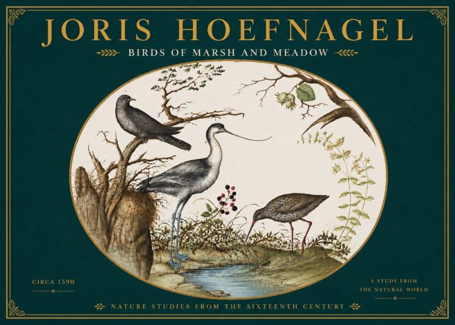 Joris Hoefnagel Birds of Marsh and Meadow No6 - Póster