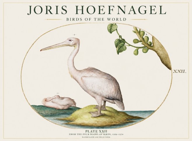 Joris Hoefnagel Plate Xxii No1 - Póster